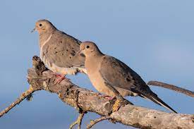Looking derpy even when they look tough. Mourning Doves Affectionate And Egalitarian Birds Marin Independent Journal