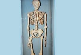 Tulang rusuk melindungi organ yang ada di dalamnya yaitu. Tulang Tulang Yang Penting Untuk Tubuh