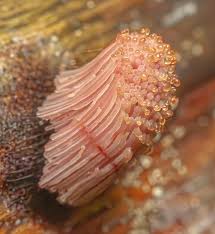 Image result for Stemonitis fusca