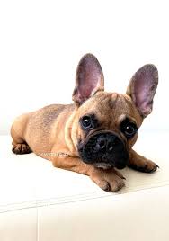 Black And Tan Frenchie Cost Wigglebutz French Bulldog Red Fawn Sable Puppy For Sale Micro Mini Frenchie Dog Behavior French Bulldog Puppies Bulldog Puppies