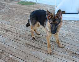 Maybe you would like to learn more about one of these? Should You Get A German Shepherd Puppy 11 Things To Know Doggerel