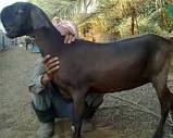 DAMASCUS GOAT... - Nigeria Livestock Farmers Association | Facebook