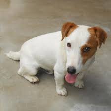 Tripadvisor has 337,827 reviews of dordogne hotels, attractions, and restaurants making it your best dordogne resource. Jack Russel Spa De Perigueux En Dordogne