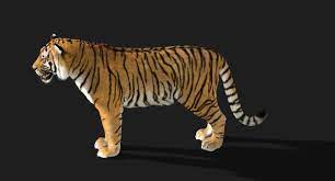 3d Tiger Fur Animation Model Tiger Fur Tiger Animation