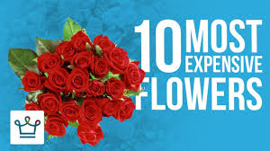 We did not find results for: Top 10 Most Expensive Flowers In The World Youtube