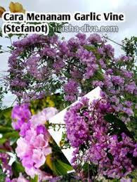 30 jenis miana dan tips perawatannya 30 types of coleus plants and tips for care eng sub youtube. Ummu Neisha Indyneishaarfa Profil Pinterest
