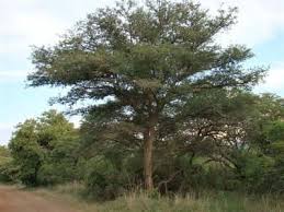 Image result for Acacia burkei