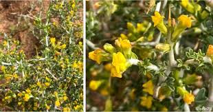 Image result for Melolobium