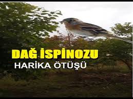 Dag Ispinozunun Harika Otusu Dogal Ortaminda Sizler Icin Kaydettim Keyifli Dinlemeler Youtube