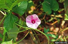 Image result for Ipomoea tenuipes