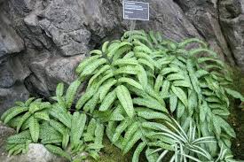 Image result for Coniogramme africana