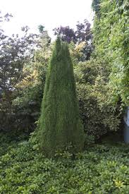 Every front yard should have at least one tree that provides dazzling fall color, with leaves that seemingly overnight turn brilliant shades of yellow, orange, red or purple. Dwarf Alberta Spruce