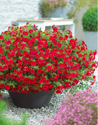 Image result for foto Million Bells