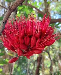 Image result for Schotia brachypetala
