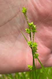 Image result for Carex sp.no.1