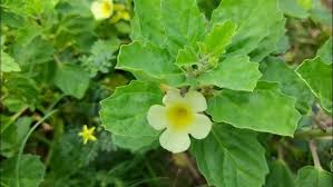 Image result for Pedalium murex