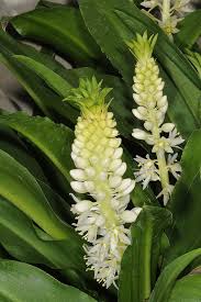 Image result for Eucomis zambesiaca
