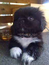 pin by acdali on aww shih tzu puppy cute dogs baby animals