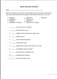 A—brown eyes, cannot roll tongue (het), female b—hazel eyes, can roll. Meiosis Matching Worksheet