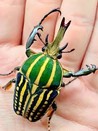 Image result for Buchnera speciosa