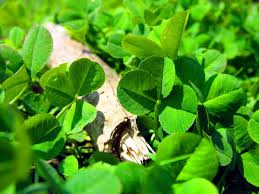 How deep to plant shamrock bulbs? How To Grow Shamrocks For St Patrick S Day Dengarden