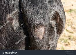 Patch Hair Loss Alopecia On Tail Stock Photo Edit Now 1596756019