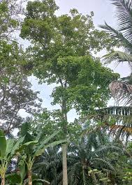 Image result for Tectona grandis