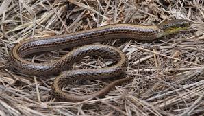 Image result for Dicoma gerrardii