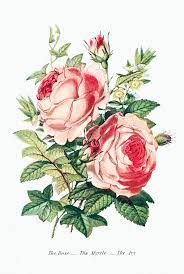 The Rose The Myrtle And The Ivy From The Language Of Flowers Or Floral Emblems Of Thoughts Feelings Flower Illustration Language Of Flowers Vintage Flowers