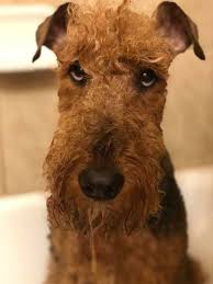 Our aim is to breed terriers with grace, substance, presence and loyalty. Pin On Pillos
