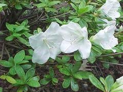 Rhododendron Pleasant White Plant Finder White Plants Plant Finder Plants