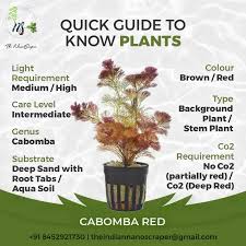 Image result for Cabombaceae
