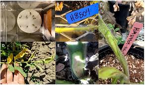 Image result for tomato seedling fusarium wilt