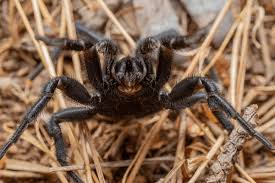 Image result for Amblygonocarpus