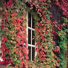 Thanks for 'liking' our page! Buy Boston Ivy Parthenocissus J Parker Dutch Bulbs