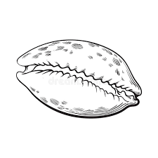 Sketch the outline of the seashell and have your children draw the seashell outline you drew and color it with colored pencils or crayons. Cowrie Or Cowry Sea Shell Sketch Style Vector Illustration Stock Vector Illustration Of Beautiful Background 84243338