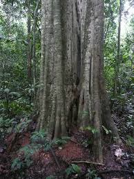 Image result for Balanites