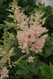 Stein S Garden Home Stein S Is Your Trusted Home Decor Store For Outdoor Deck Patio Furniture Plants Christmas Tre In 2020 Astilbe Japonica Apple Blossom Astilbe