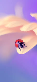 Looking for the best wallpapers? Ladybug Iphone Wallpapers Top Free Ladybug Iphone Backgrounds Wallpaperaccess
