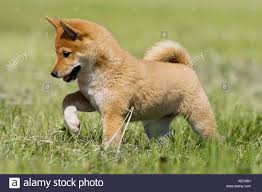 The website proclaims many doggie wars have been waged over precious treasure and delicious goodies. here are some other articles that you may be interested in Shiba Inu Welpen Stockfotografie Alamy