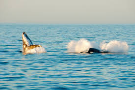 Which places provide the best dolphin & whale watching in san diego for kids and families? San Diego Whale Watching Best Tours Season Tips From A Local