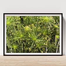 Image result for Cyperus haspan