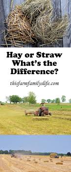 Hay Or Straw What S The Difference This Or That Questions How To Find Out Straw