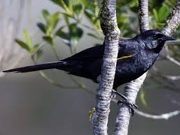 Image result for Pycreus gracillimus