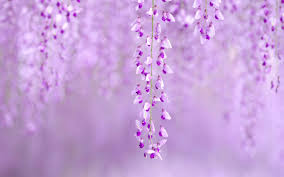 Purple Spring Flowers Wallpaper Background Is 4k Wallpaper Data Science Goonj Seasons are a major part of life in most of the world and they bring about certain emotive states.