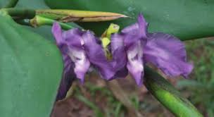 Image result for Hypselodelphys scandens