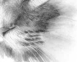 Check spelling or type a new query. Pencil Drawing Animal Fur Pencildrawing2019
