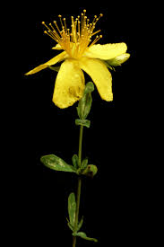 Image result for Hypericum roeperianum