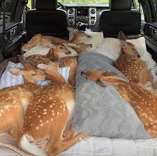 Pin On Amazing Animals