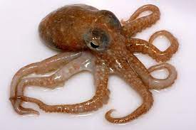 Antarctic Octopuses Discovered With Sub Zero Venom Octopus Animals Images Antarctic